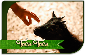 Toca-Toca
